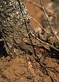 Eastern Fence Lizard.