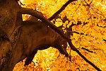 Yellow tree in autumn