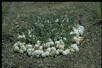 Farshot of woolypod mildvetch (Astragalus purshii) in fruit.