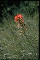 Medium shot of desert paintbrush (Castilleja chromosa).