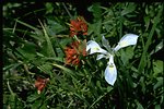 Medium shot of Castilleja and Iris tenax.