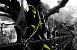 Green plant on the iron fence