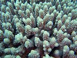 Acropora coral close-up on the Hoya Maru. 