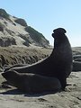  Male elephant seal protecting his territory and harem. 