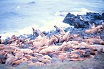  Steller sea lion - Eumetopias jubatus. 