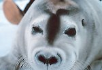  A bearded seal pup - Erignathus barbatus. 
