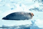  Bearded seal - Erignathus barbatus. 