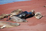  Bull sea lion amongst his harem. 