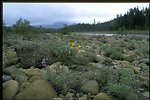 View of river and Lupine wildflowers from Rough & Ready.