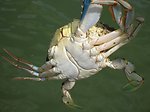  Male blue crab.  Compare underside of male to female sook in image line4166. 