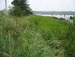  Restored shoreline at Hempstead Harbor. This area was designated a superfund site and was used as a petroleum and hazardous waste storage site from 1930 to the 1970s. 