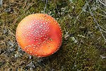  Mushroom (Amanita muscaria) famed for its hallucogenic properties.  Can be toxic. 