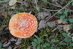  Mushroom (Amanita muscaria) famed for its hallucogenic properties.  Can be toxic. 