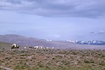 NHOTIC 10th Anniversary, wagon train reenactment. Covered wagons on the Oregon Trail, mountains in background.