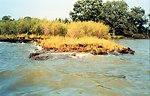  Like most areas in Chesapeake Bay, Wye Island suffers from the scourge of erosion as waves beat against the shoreline. 