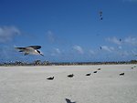  Sooty tern in flight 