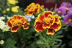 American marigold