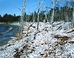  Mosquito Cove cobble beach showing progressive landward migration of shoreline. 