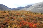 Looking into Windy Pass Valley along the Dempster Highway. This valley has been unglaciated for the last 100,000 years and pollen analysis indicates that the indigenous composition of plants has remained constant during this period. Hence, this flora is 