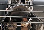 Coalition maintainers keep C-130 in the fight