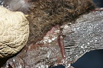 Little brown bat; Fungus on wing and tail membrane, Oct. 2008, New York