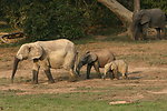 Forest elephant group 5
