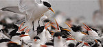 elegant terns