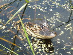 Closeup of American alligator baby