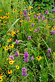 prairie wildflowers