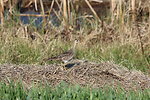 Upland Sandpiper Near A Wetland