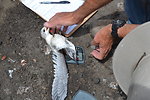 Gull-billed tern (Sterna nilotica) gets weighed