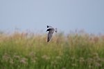 Black Tern