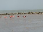 Greater flamingos in salt ponds.