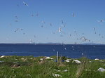Terns flying over the grass