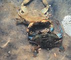  Photo #8 of 8.  Having reached the 'buster' molt stage, a Maryland blue crab , Callinectes sapidus, sheds its shell.  The genus and species mean tasty The genus and species mean tasty beautiful swimmer. 