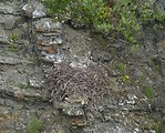 Rough-legged Hawk nest