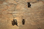 healthy hibernating big brown bats
