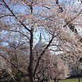 Cherry Blossoms in Bloom at Capitol