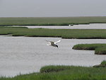 Hovering Arctic Tern