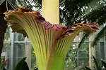 Titan arum close-up