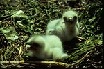 Baby hawks sitting in nest.