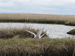Arctic Tern returning to nest after a quick flight