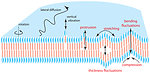 Membrane Dynamics
