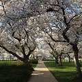 Tunnel of cherry blossoms in the Senate park.