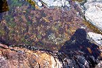  Tide pool with various types of algae below Bass Harbor Head Lighthouse. 