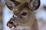deer eats snow