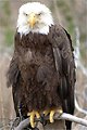 bald eagle
