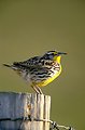 Meadow Lark