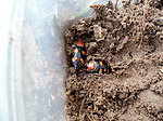 American Burying Beetles