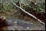 Salmon in a small stream.